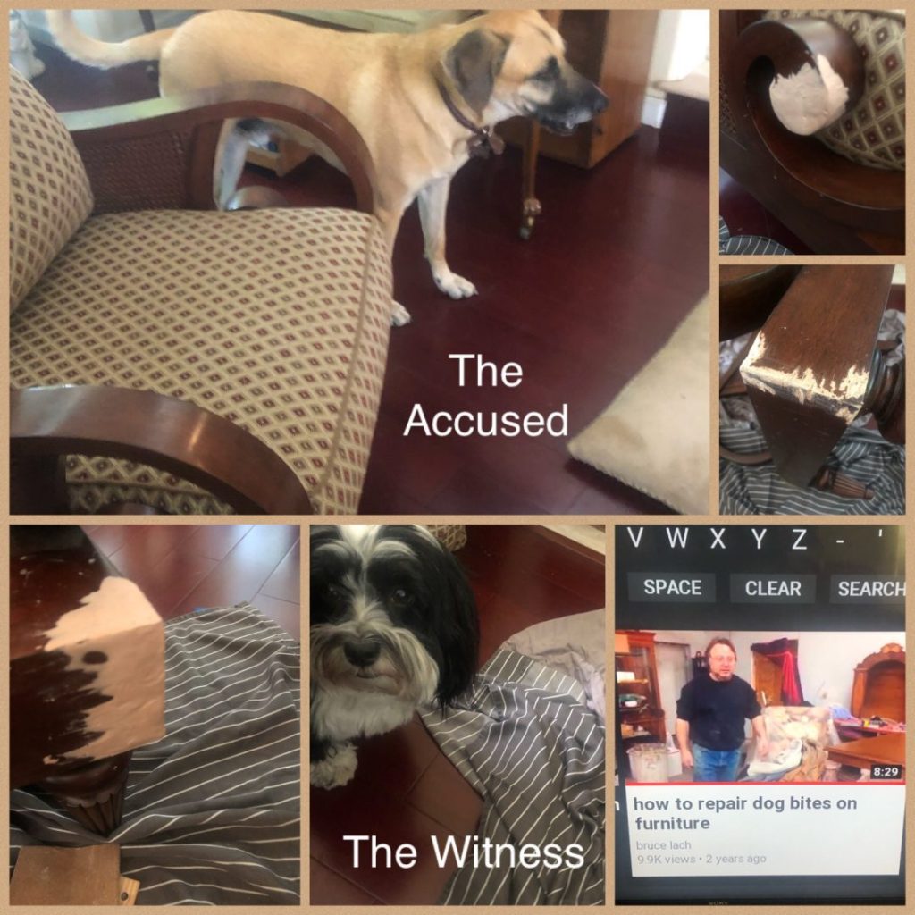 The Dog Ate&nbsp;It!!